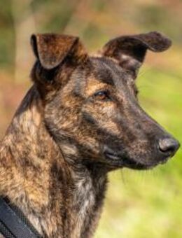 Hoku lieber Kerl sucht seine Familie - München