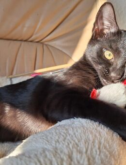 Seltenes Bengal Mädchen Abgabebereit mit Stammbaum + Gesundheitszeugnis - Haßloch