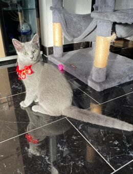 Russisch Blau mit Stammbaum Abgabebereit! - Liebenau (Niedersachsen)