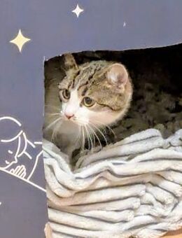 Junger Kater Sali 7 Monate - Stelle