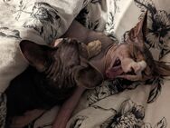 Zwei Kanadische Sphynx-Katzen suchen ein liebevolles Zuhause - March