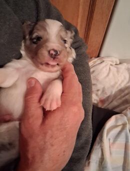 Border Collie Welpen, reinrassig - Seeshaupt