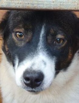 BRAN-1 jähr.,freundlicher Jung-Rüde,48cm - Rösrath