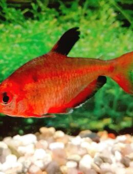 Blutsalmler - Hohenroth