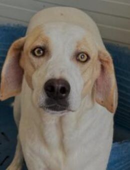 Geko sucht sein Zuhause - Neuss