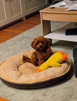 Maltipoo Hündin 10 Monate alt - Wittenberge