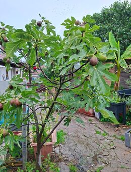 Feigenbaum - Oberschwarzach