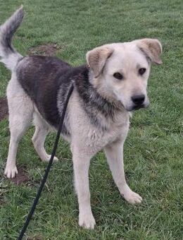 Oskar - Weilmünster