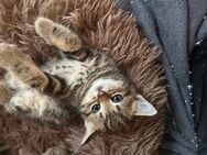 SUCHE Katze/Kater - Spelle