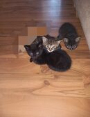 süße katzen in liebevolle Hände abzugeben in 28239