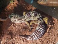 Leopardgecko + Terrarium - Selb