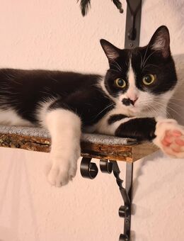 Katze Bibi sucht dringend ein liebevolles neues Zuhause. - Sundern (Sauerland) Zentrum