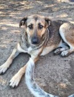 Grit sucht noch ihre Menschen - Köln