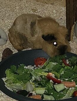 Meerschweinchen Weibchen Rosette in Rot California - Stahnsdorf