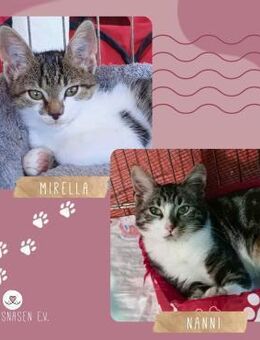Katzen Mirella und Nanni möchten reisen - Lalendorf
