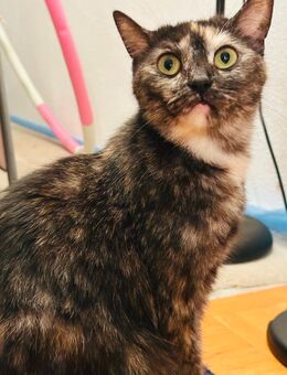 Nini Katze - Ingolstadt