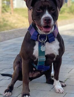 Bulldog Mix Dame sucht liebevolles Zuhause - Falkensee