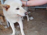 Lien, offener freundlicher Shiba Inu - Remagen