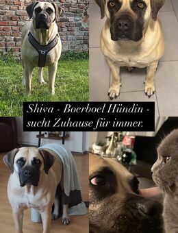 Boerboel Hündin sucht ein Zuhause - Aldenhoven