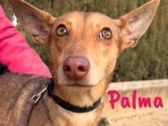 Palma - Podenca mit Bambi-Augen 7/23 ESP - Ruppertsecken