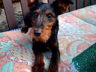 🐾 Kleine Salome sucht aktive, liebevoll - Kassel