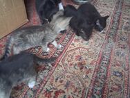Baby Kitten - Krefeld