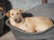 Paul ist eine liebe Seele 🐾 - Elsdorf (Nordrhein-Westfalen)