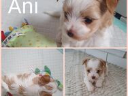 Yorkshire terrier welpen Biewer und Golddust - Emstek