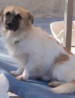 Garfield, sympathisches kleines Kerlchen - Bad Camberg