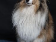 Sheltie Deckrüde - Edewecht