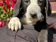 Knox auf der Suche nach Glück! - Krefeld