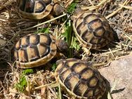 Breitrandschildkröte, Testudo marginata, NZ 2024 - Neuhäusel