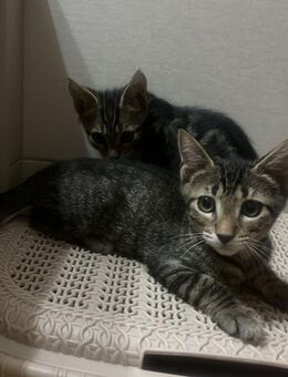 Milo und Momo aus dem Tierschutz - Grevenbroich