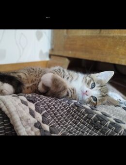 Kitten zu verkaufen - Idesheim