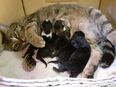 5 Katzenbabys suchen ein liebevolles Zuhause in 02692