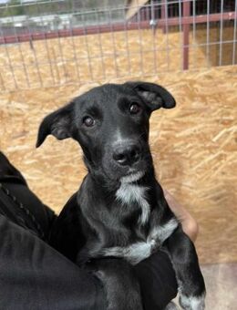 Jake ist unser kleiner Wirbelwind 🐾 - Elsdorf (Nordrhein-Westfalen)