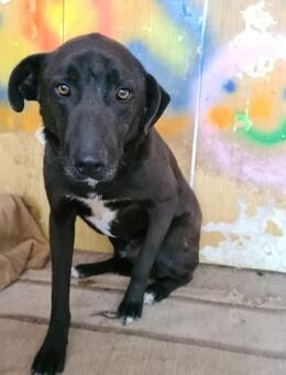BLACKY ist ruhig und sehr sensibel ♥️ - München