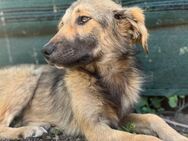 sensible Joni, ca. 1 Jahr, sucht Familie - Berlin