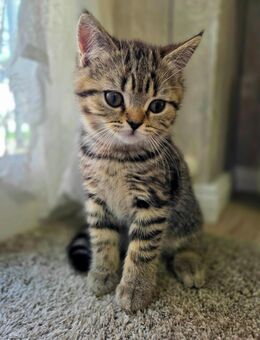Wunderschöne BKH-Kitten - reinrassig - Beelen