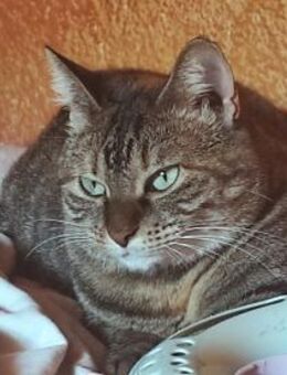 Nanetta sucht ihr Traumzuhause - Neuss