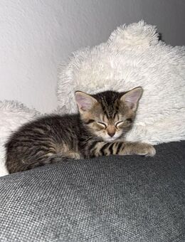 Beby katze - Siegen (Universitätsstadt)