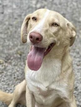 🆘 CREAM in 41236 Mönchengladbach 🆘🆘 - München