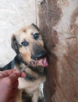 Henny 54 cm - Alpenrod