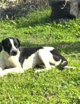 Lora freundlich und lieb - Haan