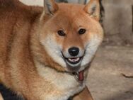 Rokacska ist ein toller Shiba Inu-Mix - Schnarup-Thumby