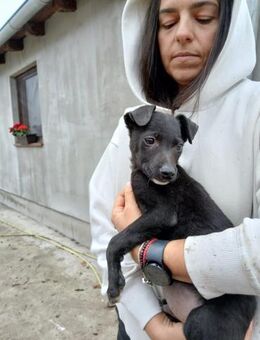 🩵Jogi🩵sucht sein großes Glück! 🐾🩵 - Freilassing