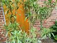 Oleander rot in 30890