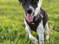 Dringend abzugeben Hund Balu sucht ein Zuhause - Gelsenkirchen