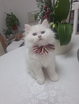 British longerhair kitten mit ICF-Stammbaum-von Emerald forest - Berlin