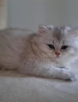 Britisch-langhaar-Kitten (weiblich) – seriöse Abgabe aus Familienaufzucht - Lützen Dehlitz